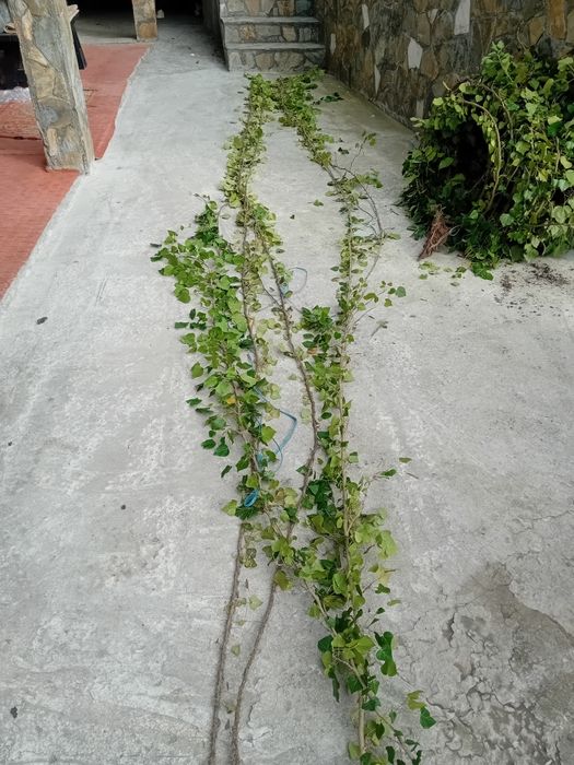 Vând iederă curgătoare plantă cu frunza veșnic verde