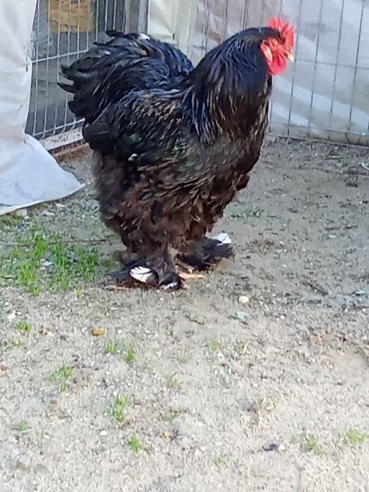 Cocos brahma si cochinchina