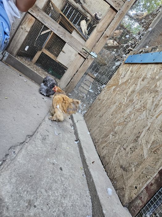 Vând găini conchinchina pitic