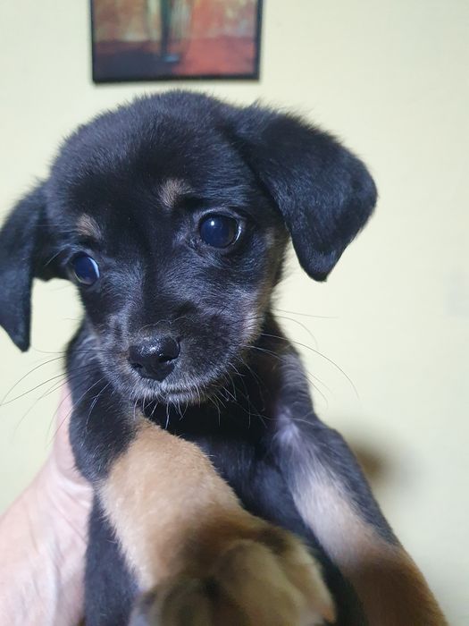 Подарявам малки сладурчета