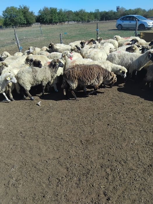 De vânzare oi de ținut!!!