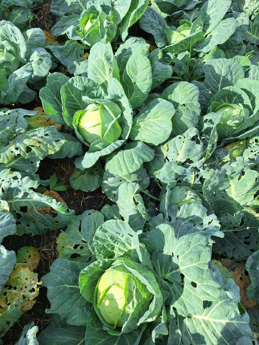 Varza de vanzare de buzau 1 leu kg negociabil