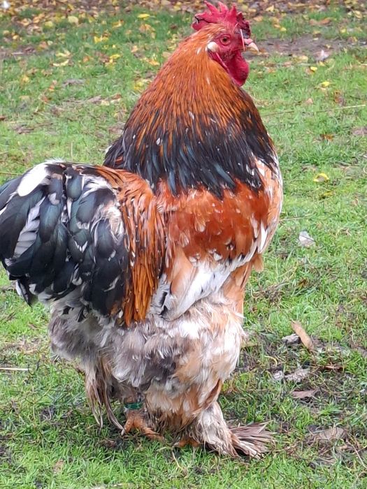 Cocos cochinchina uriaș