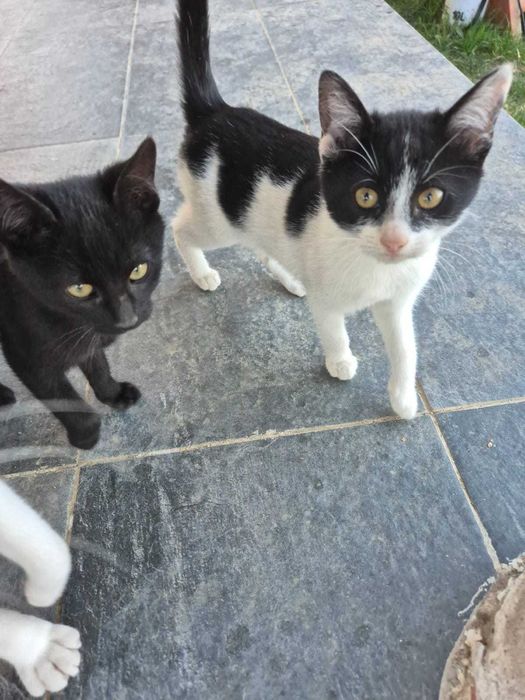 2 pui de pisică pentru adopție
