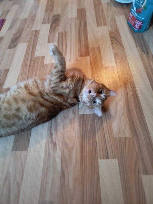 3 pisicute blande isi cauta familie