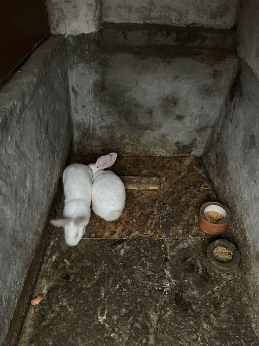 Iepurii de vanzare