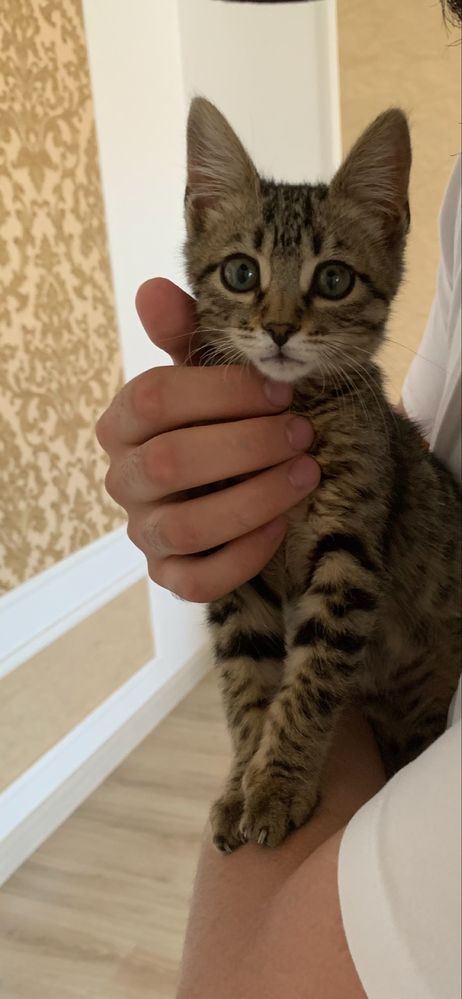 Отдам котенка в добрые, любящие руки