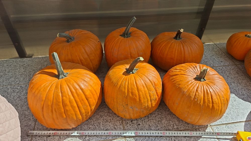 Dovleci decorativi si tărtăcuțe