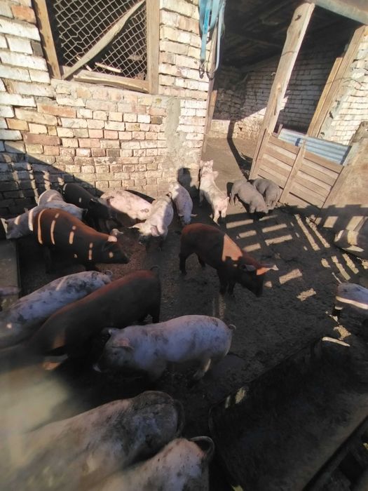 прасенца на два месеца