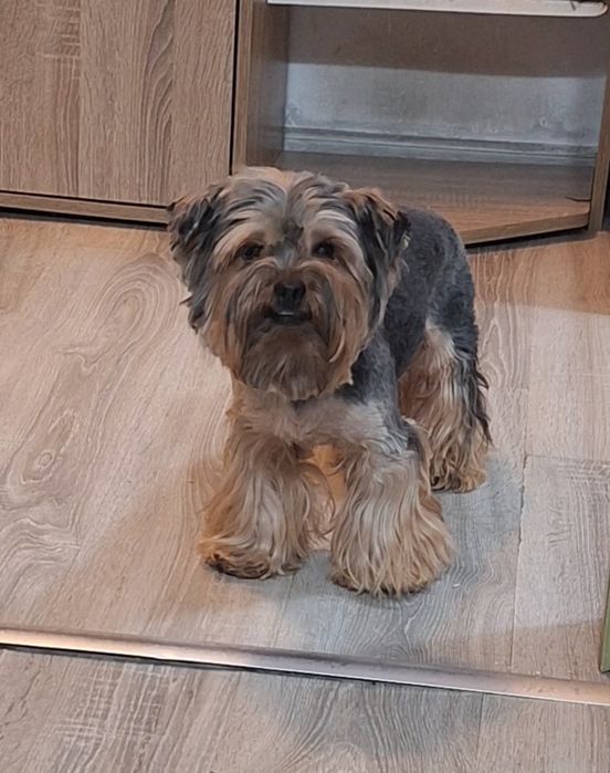 Йоркширски териер-стандартен размер