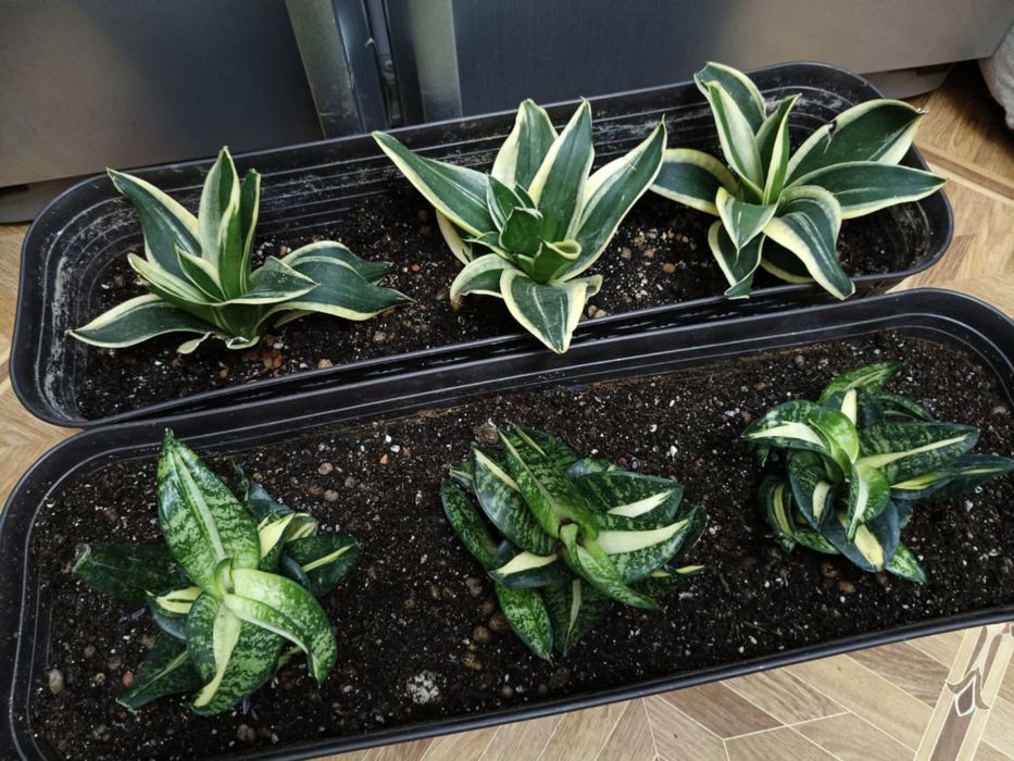 Сансевиерия (Sansevieria) -комнатное растение, цветы для дома и в офис