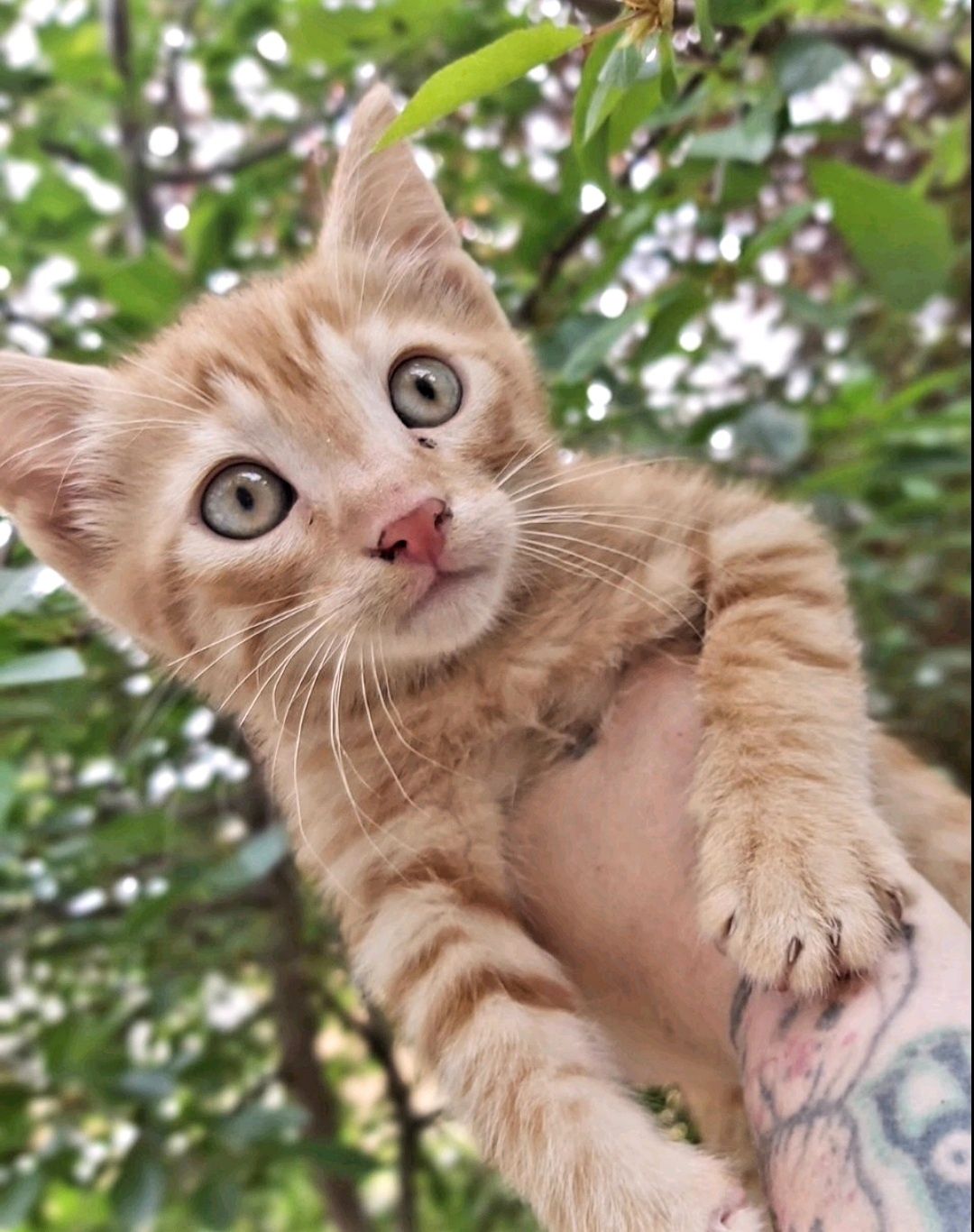 Подарявам котета
