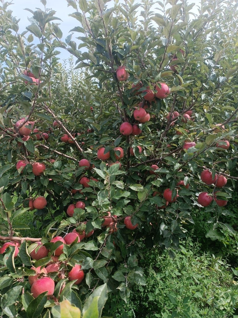 Продам сад яблоневый
