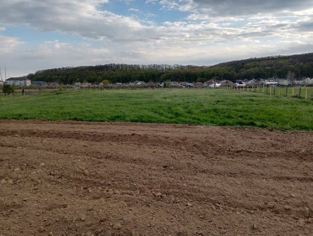 Vând iarba cu lucerna 7000m