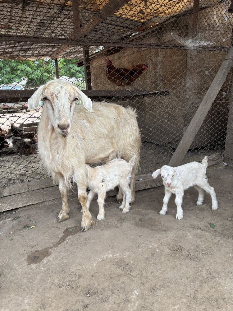 Vând capră cu 2 ieduțe!