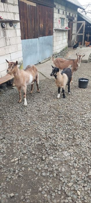 Vând capre la pret bun!