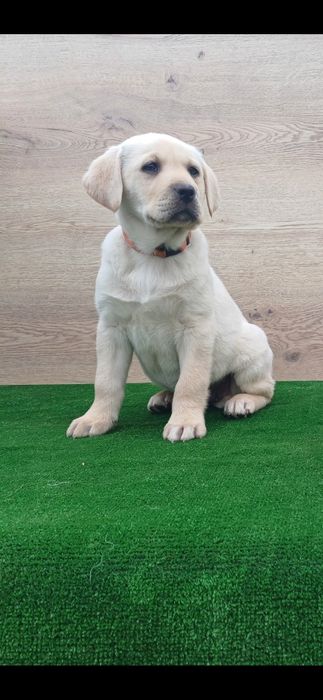 Puiuț Labrador Auriu