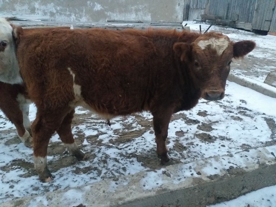 Сатам төрт бас бәрің бірге