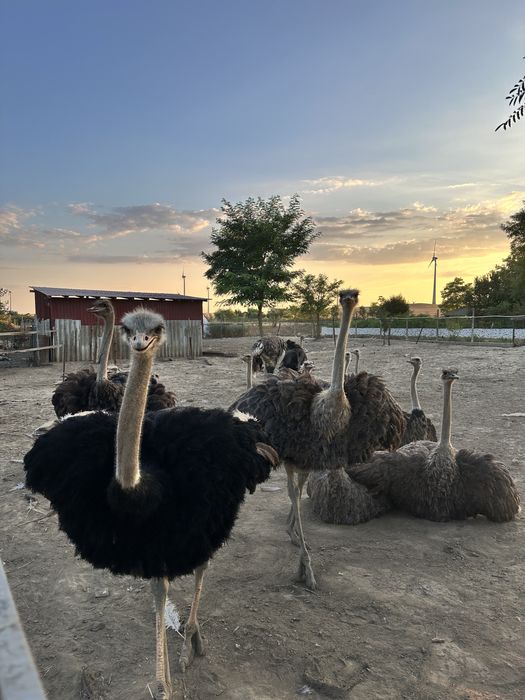 De vânzare - 8 struți cu vârsta de 1 an si 3 luni