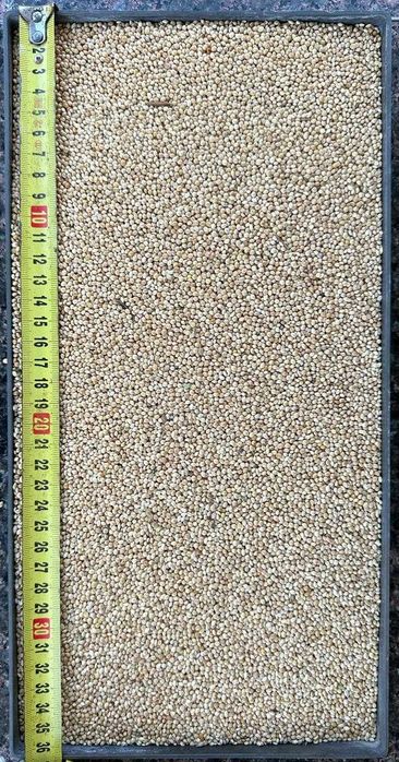 Mei galben, alb si rosu