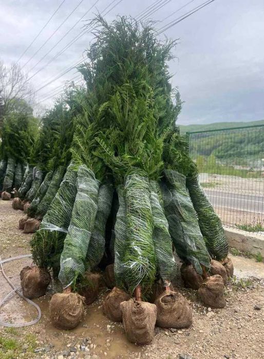 Tuia leilandi cupresos  leilandi