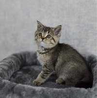 British shorthair brown