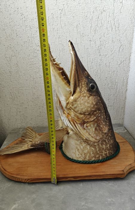 Trofeu știucă împăiată peste 23-28kg