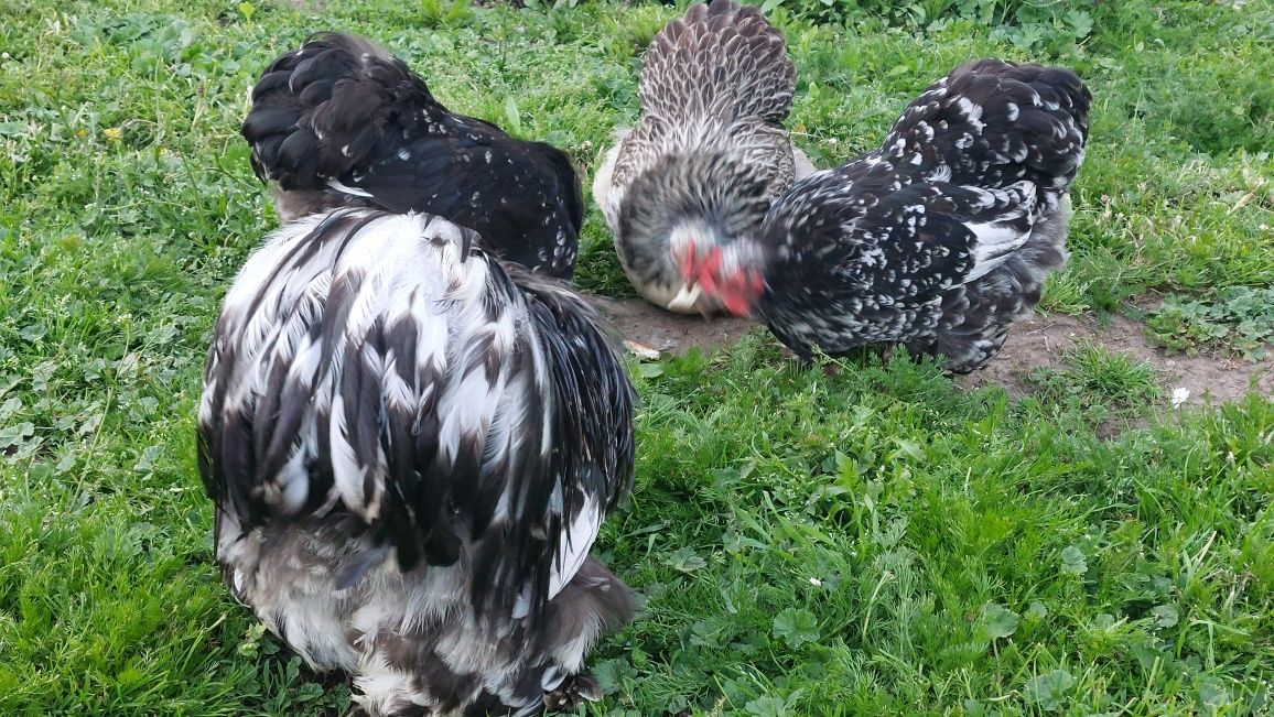 Cochinchina pitic, ouă de incubat