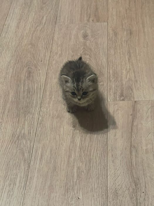Шотландский котёнок