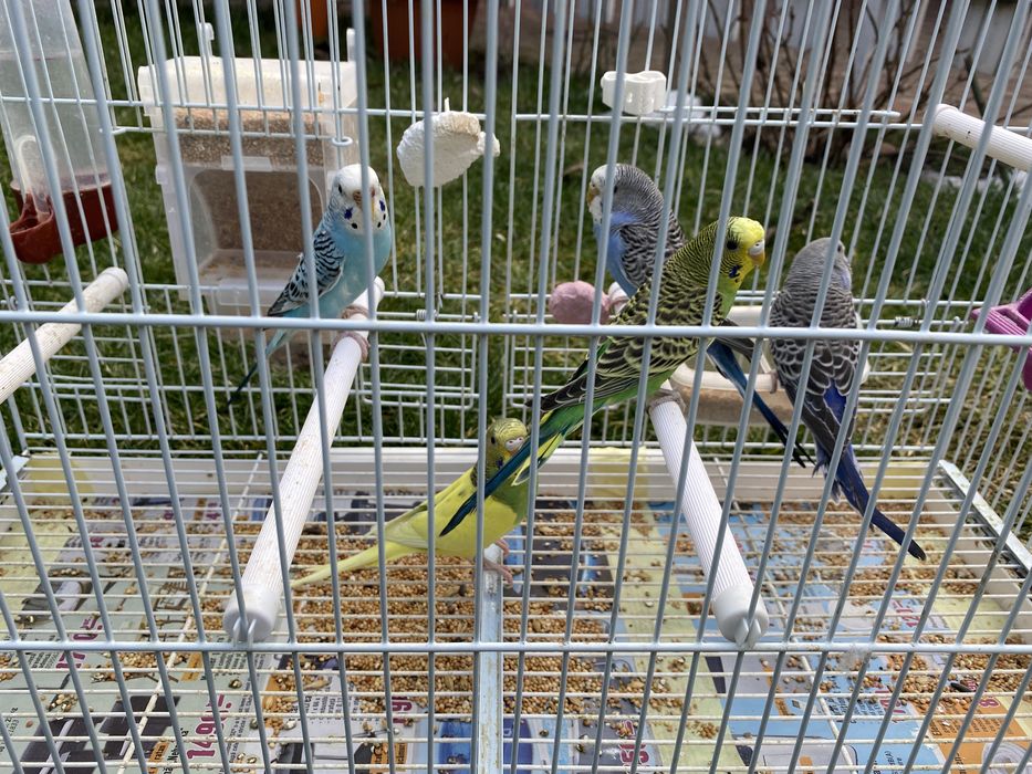 Vând Papagali Peruși diferite culori