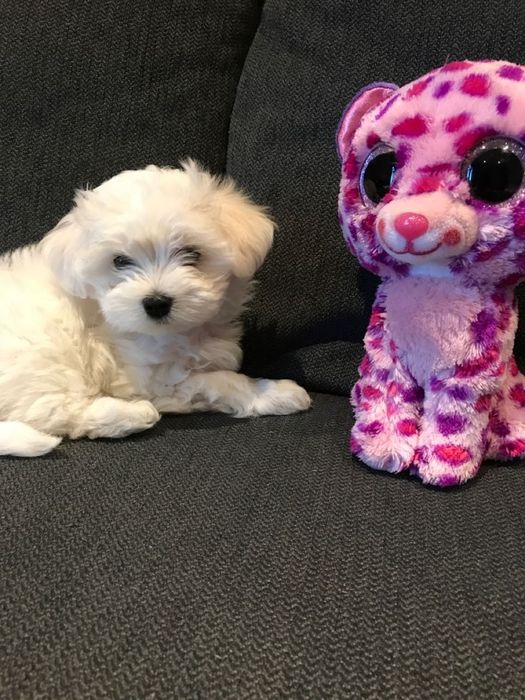 Bichon maltez mini toy