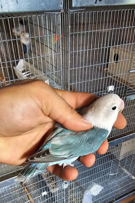 Pui Agapornis Fischeri