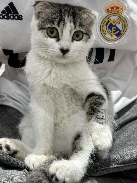 Котенок, шотландская вислоуха