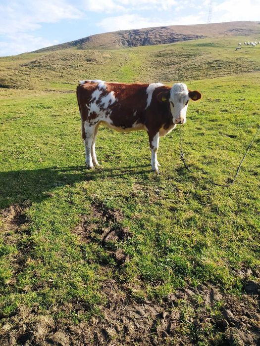 Vând vițea de 11 luni