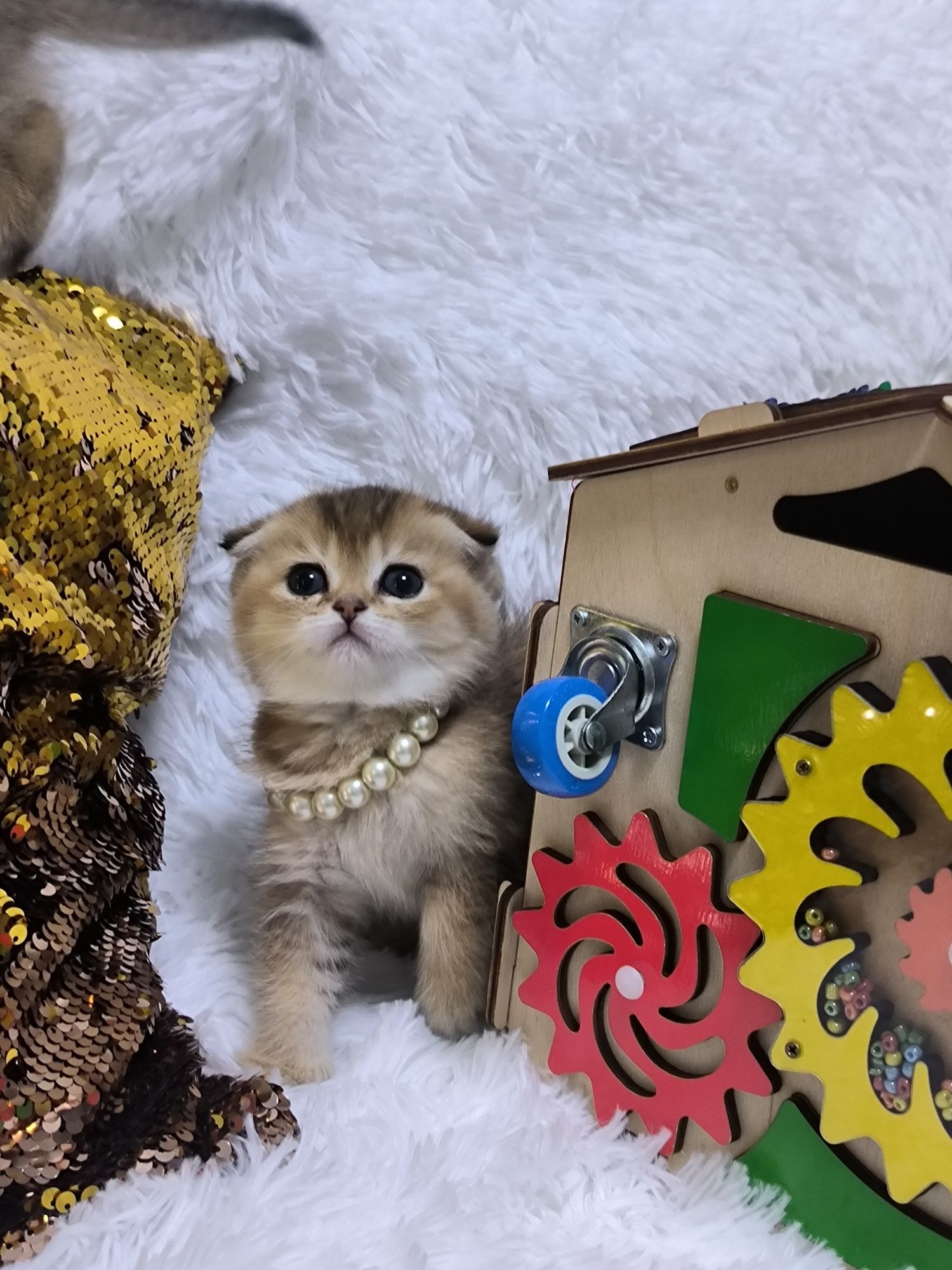 Котята чистокровные
