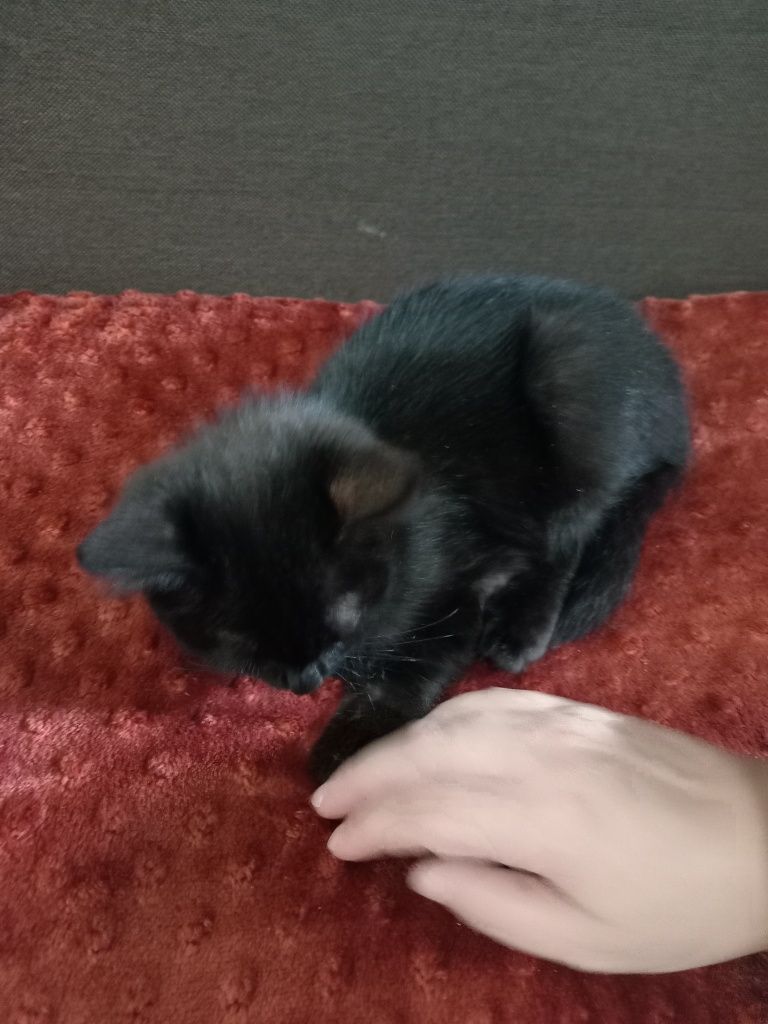 Отдадим котёнка, девочка, бесплатно