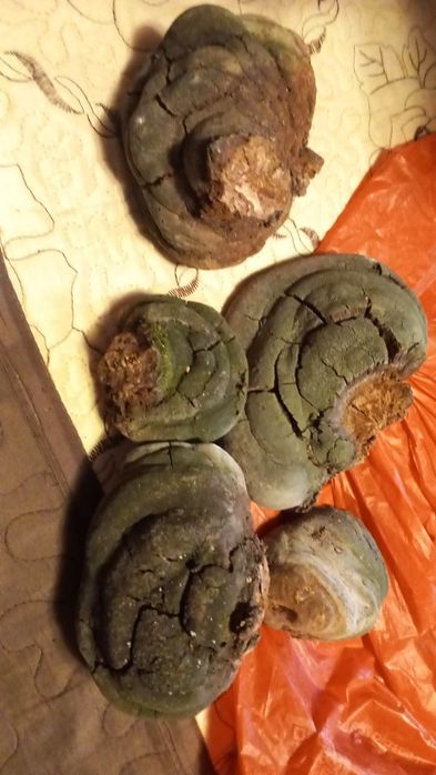 Ciuperca medicinala phelinus robustus