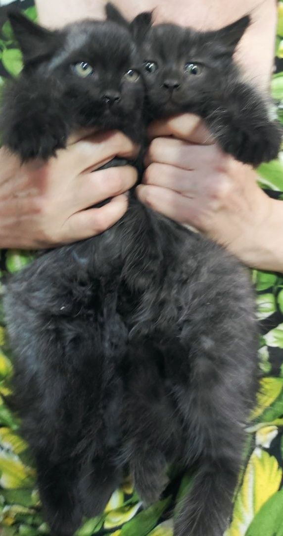 Отдаю котёнка в добрые руки. Скотиш Страйт мальчик