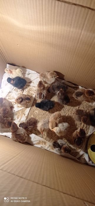 Катунски кокошки