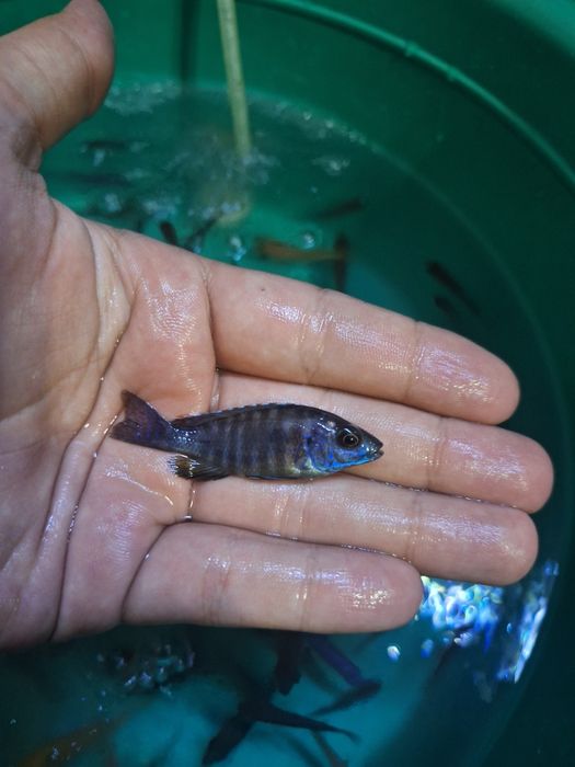 Продаются мальки африканских цихлид (Electric blue)