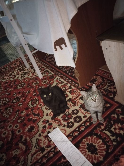Отдам в добрые руки двух котят