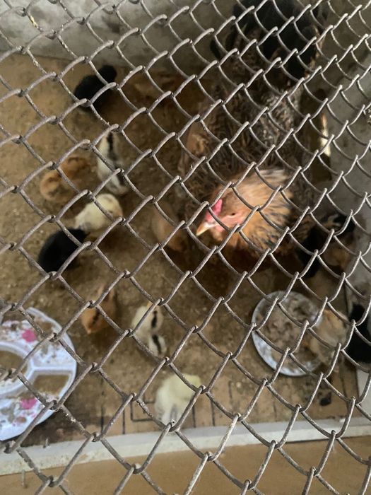 Тауық балапандарымен бірге 15 шт