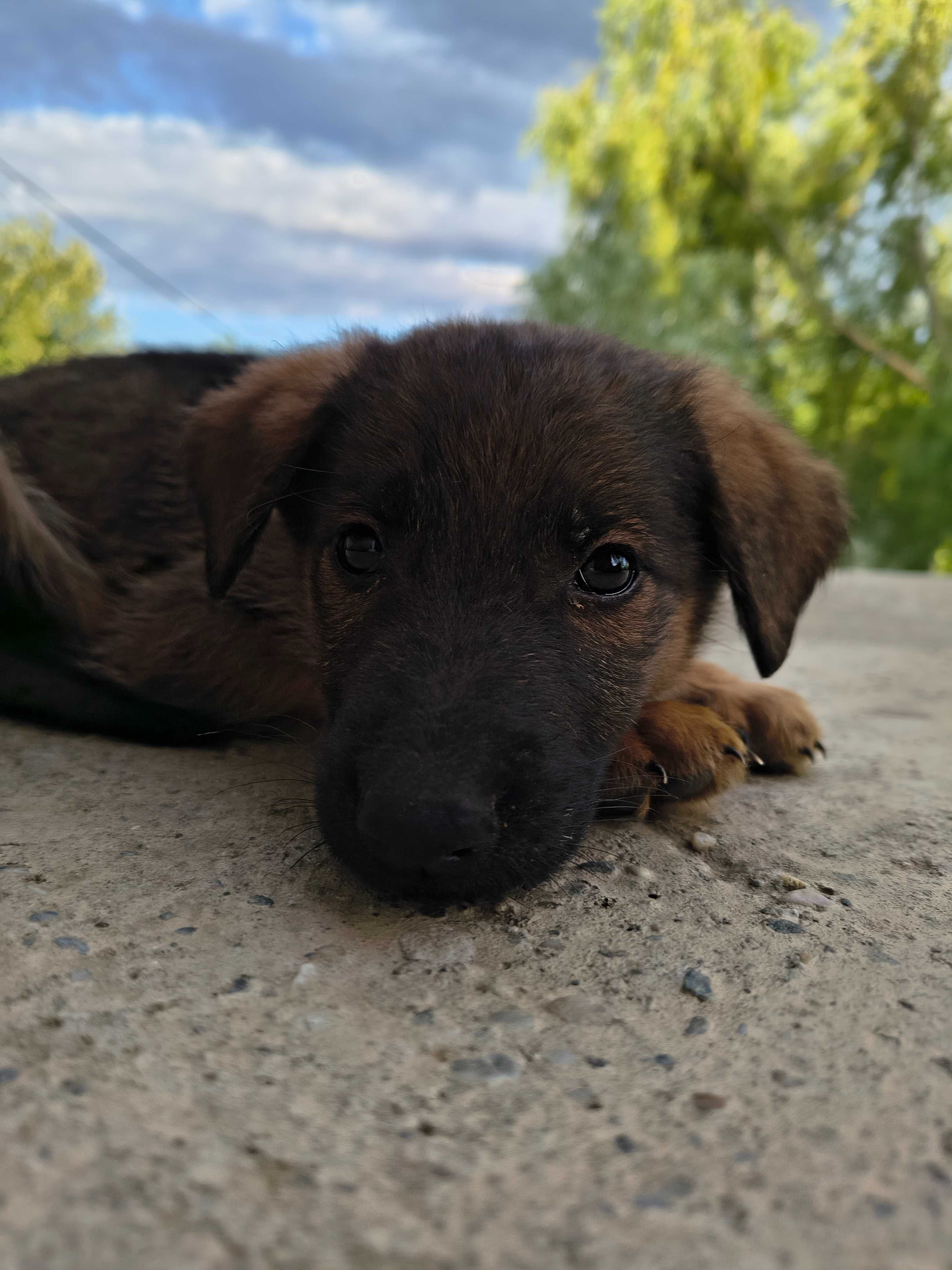 Cățeluș spre adoptie
