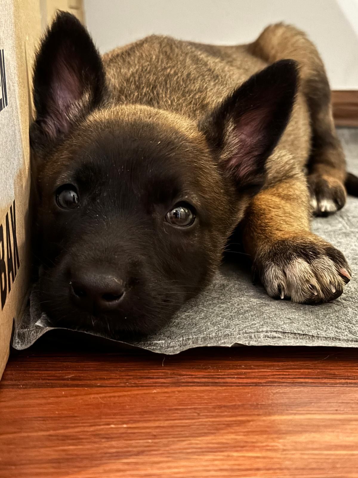 Belgian malinois pui