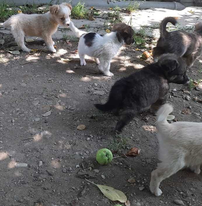Donez catei talie mica