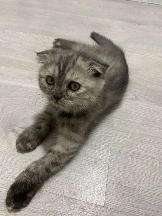 Mushuk sotiladi zotli