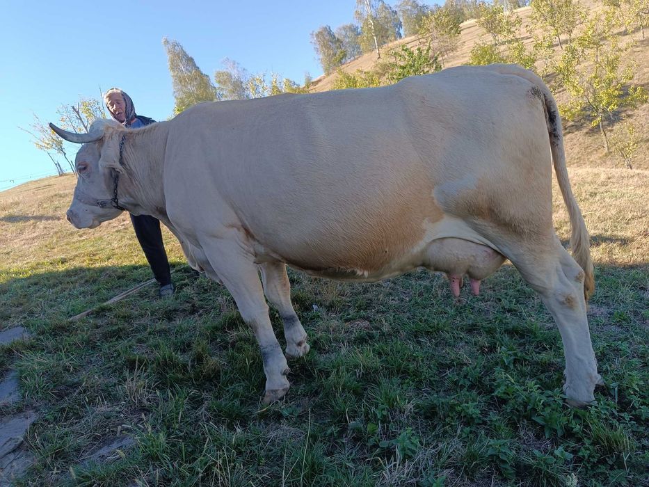Vacă de vânzare Bălțată Românească