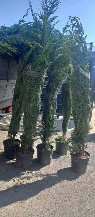 Tuia leilandi cupresos  leilandi