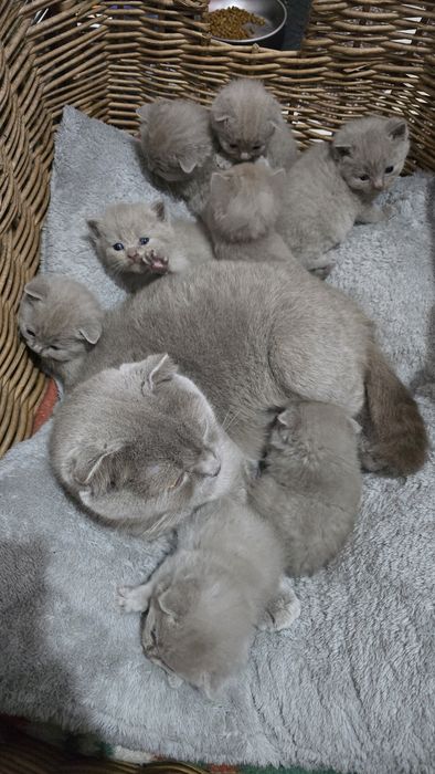Pisici british shorthaire și scotish fold