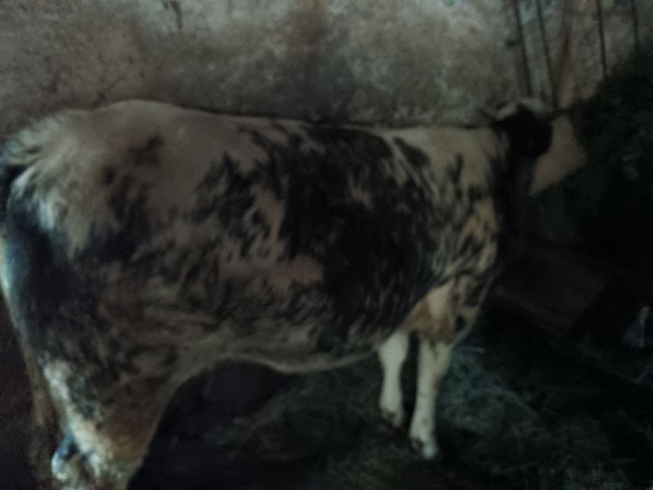 Vând vițea și taur